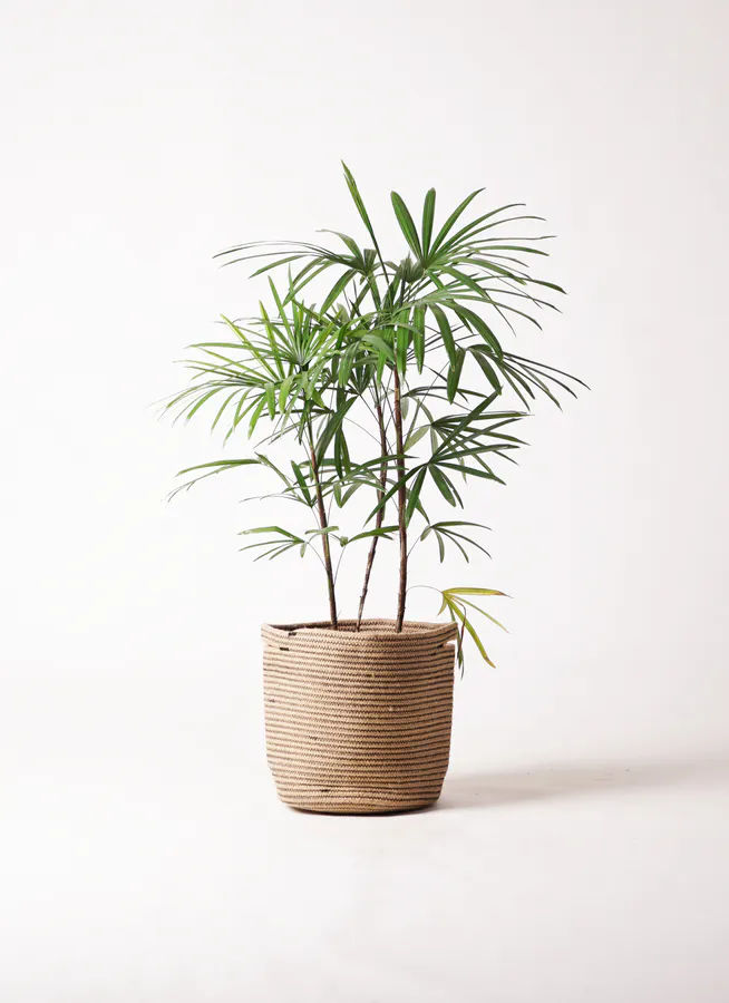 シュロチク（棕櫚竹） | 観葉植物の通販ならHitoHana（ひとはな）
