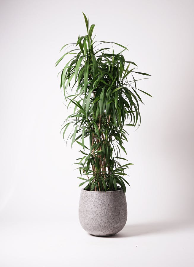 観葉植物 コルディリネ ストリクタ 10号 エコストーンGray 付き | 観葉