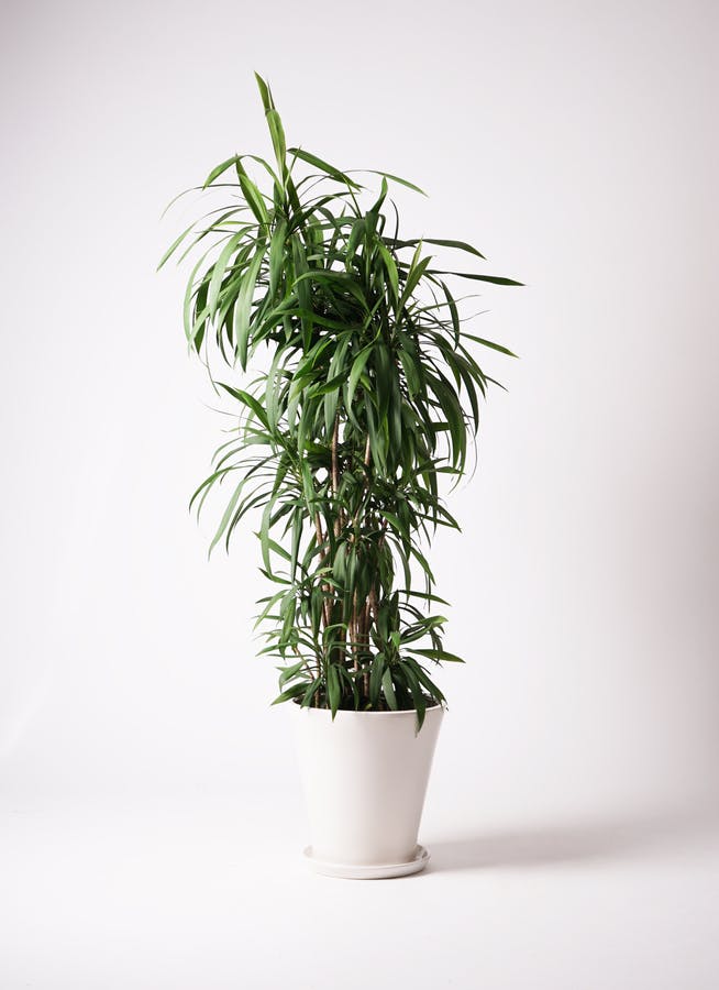 観葉植物 コルディリネ ストリクタ 10号 サブリナ 白 付き | 観葉植物