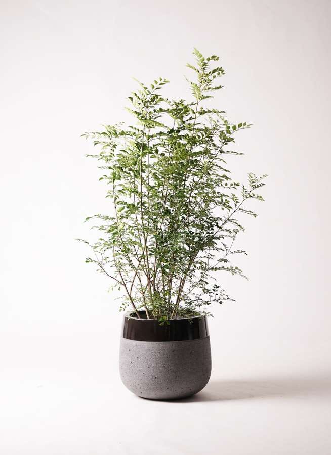 観葉植物 シマトネリコ 8号 ファイバーストーンタウルス 黒 付き 観葉植物ならhitohana ひとはな 観葉植物 シマトネリコ 8号 ファイバーストーンタウルス 黒 付き 観葉植物ならhitohana ひとはな