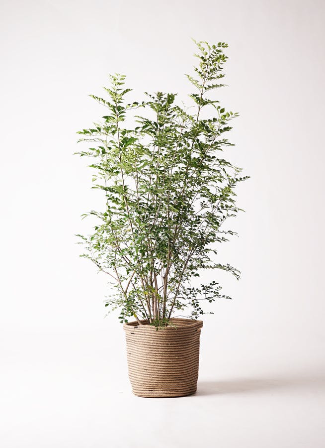 その他観葉植物 Nao 観葉植物 – 横浜の花屋Florist NaOは無料配達！関内