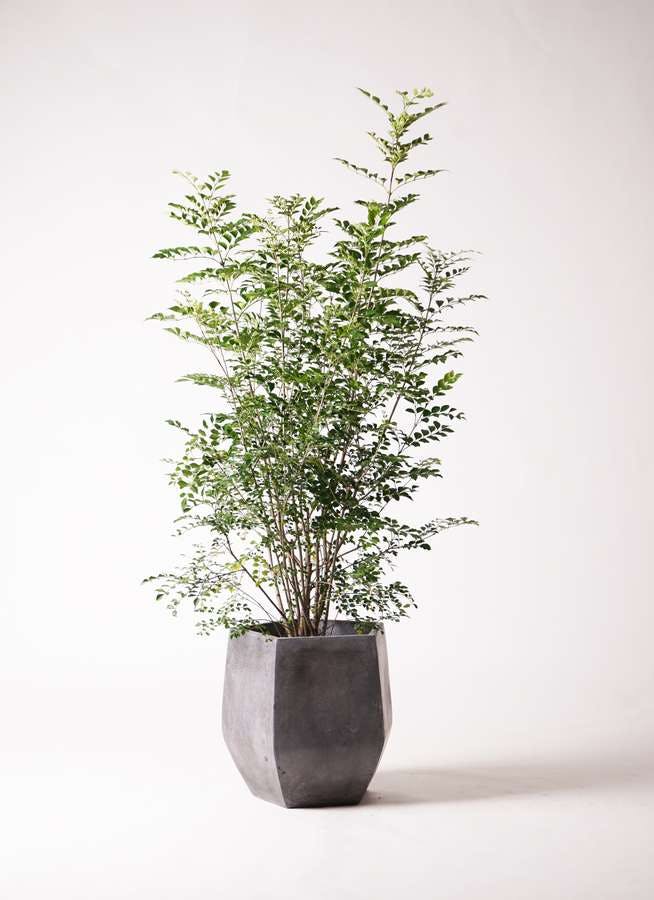 観葉植物 シマトネリコ 8号 ファイバークレイ Gray 付き 観葉植物ならhitohana ひとはな 観葉植物 シマトネリコ 8号 ファイバークレイ Gray 付き 観葉植物ならhitohana ひとはな