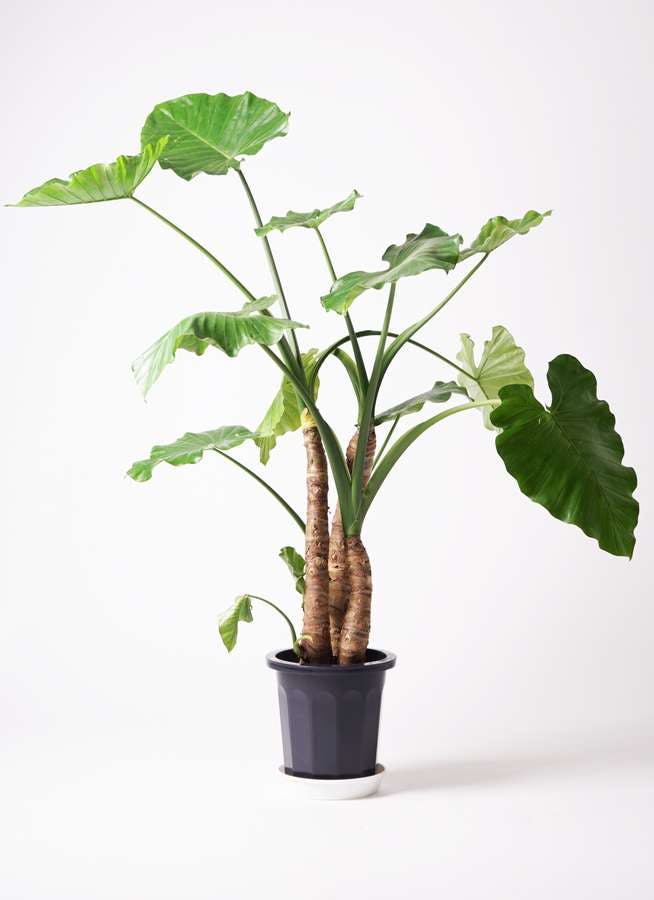 観葉植物 アロカシア 10号 オドラ（クワズイモ） プラスチック鉢