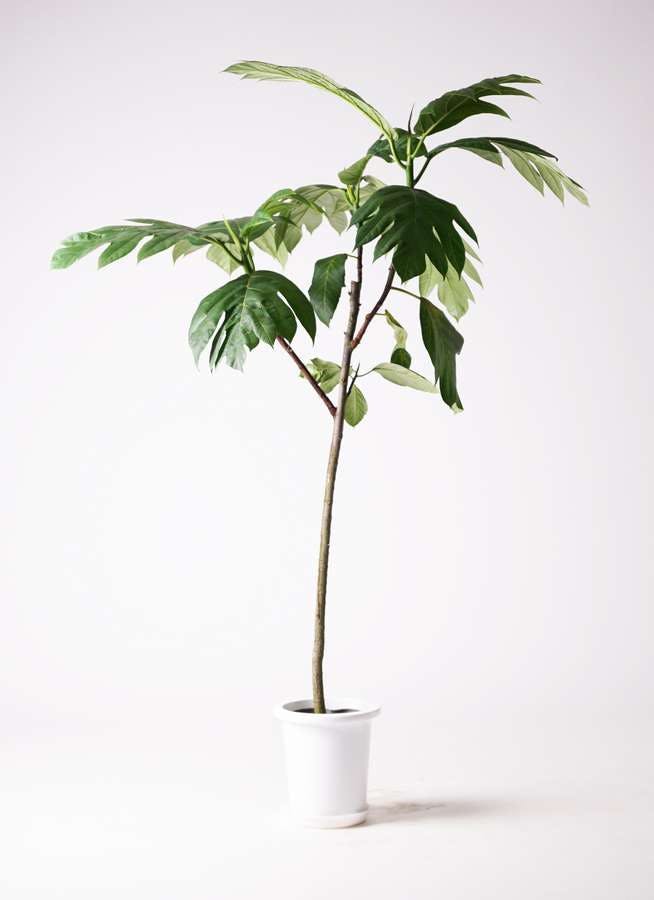 観葉植物 パンノキ 8号 プラスチック鉢 観葉植物ならhitohana ひとはな 観葉植物 パンノキ 8号 プラスチック鉢 観葉植物ならhitohana ひとはな