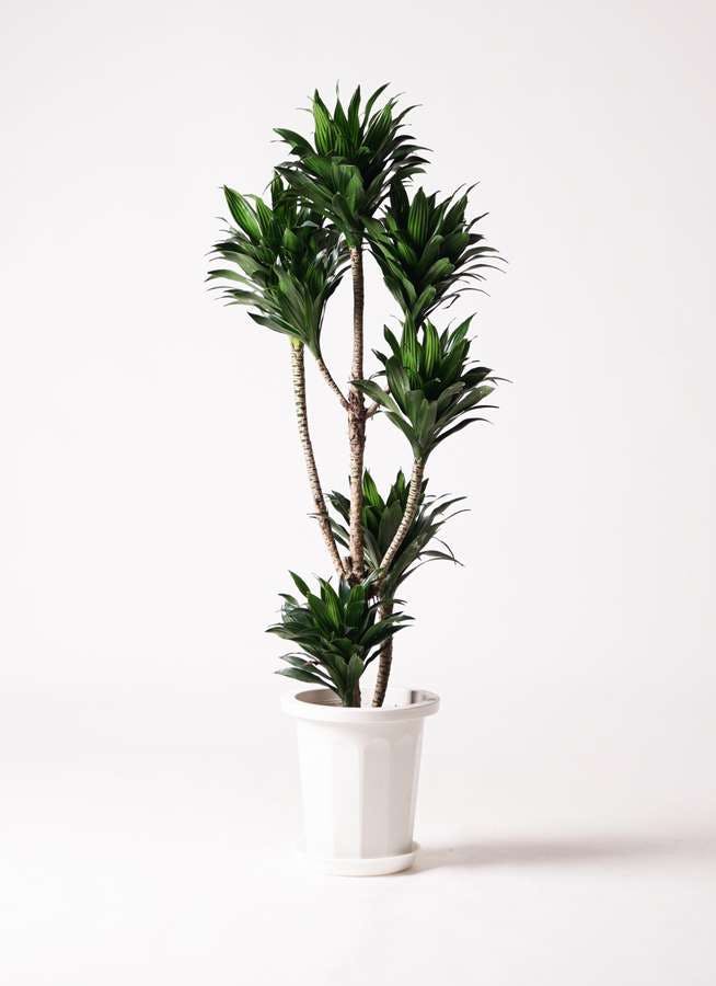 観葉植物 ドラセナ コンパクター 8号 プラスチック鉢