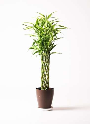 観葉植物 ドラセナ ミリオンバンブー（幸運の竹） 8号 プラスチック鉢