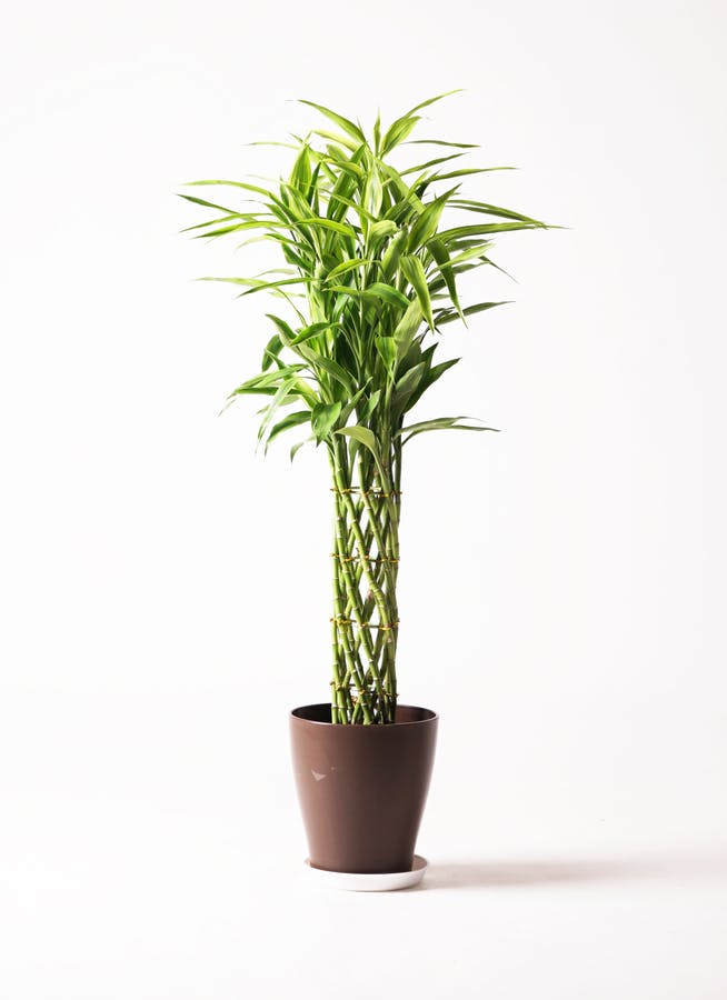観葉植物 ドラセナ ミリオンバンブー（幸運の竹） 8号 竹バスケット