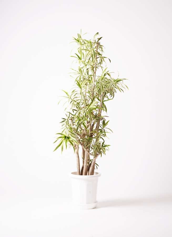観葉植物 ドラセナ ソング オブ インディア 10号 プラスチック鉢