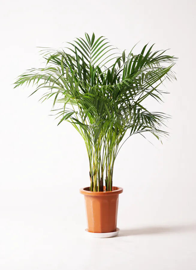 アレカヤシ | 観葉植物の通販ならHitoHana（ひとはな）