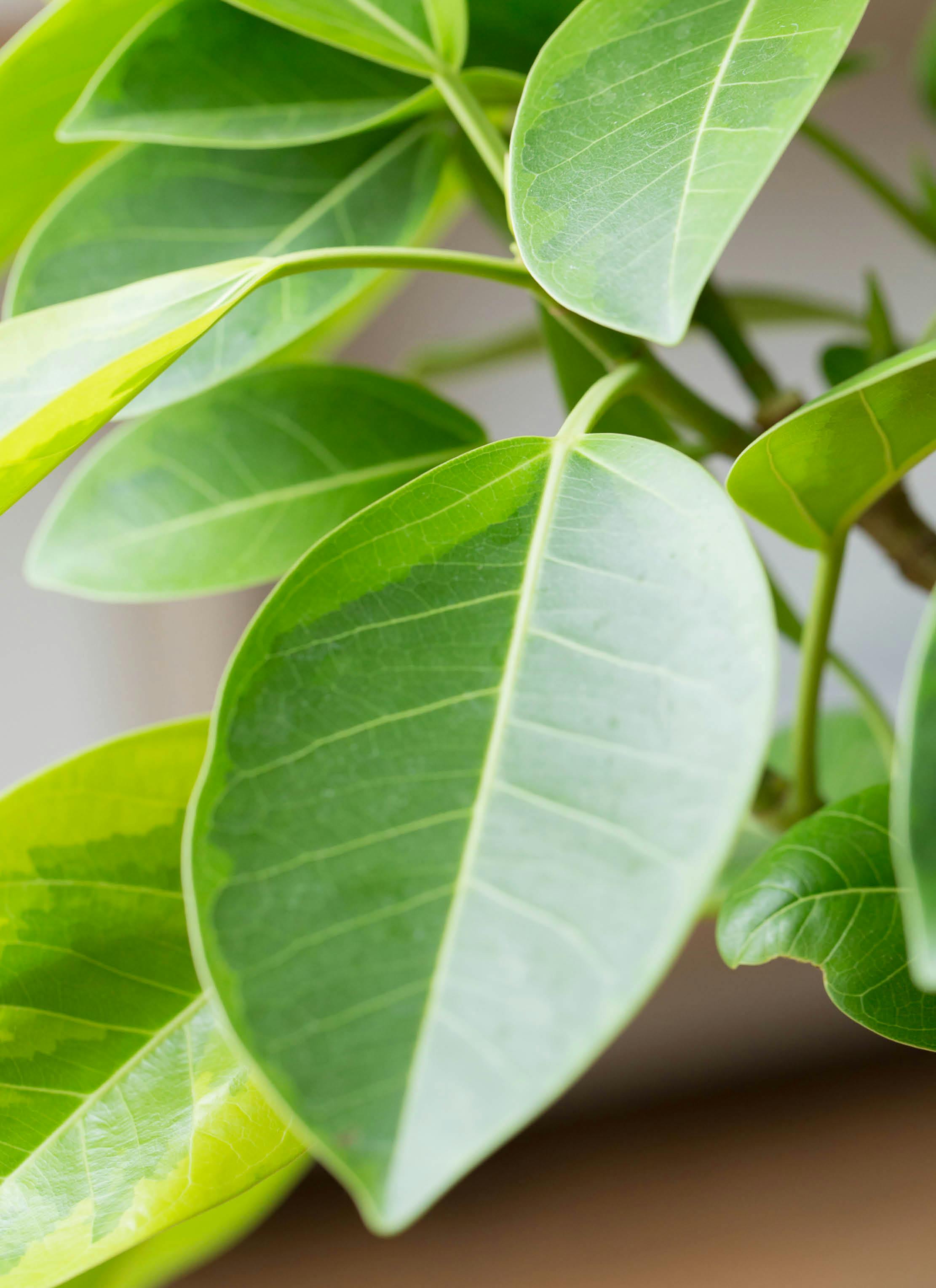 観葉植物 フィカス アルテシーマ 【お祝いにおすすめ】7号