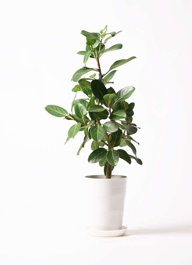 観葉植物 フィカス ベンガレンシス 7号 ストレート プラスチック鉢