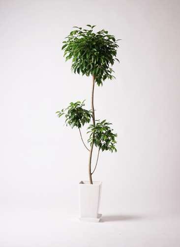 観葉植物 フィカス ベンジャミン 8号 チラシ プラスチック鉢