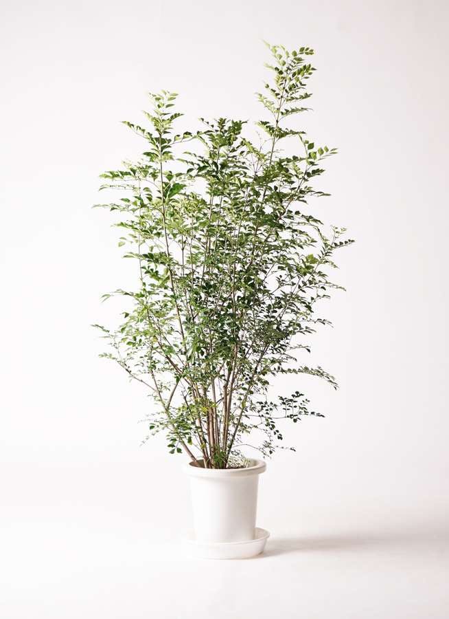 観葉植物 シマトネリコ 8号 プラスチック鉢 観葉植物ならhitohana ひとはな