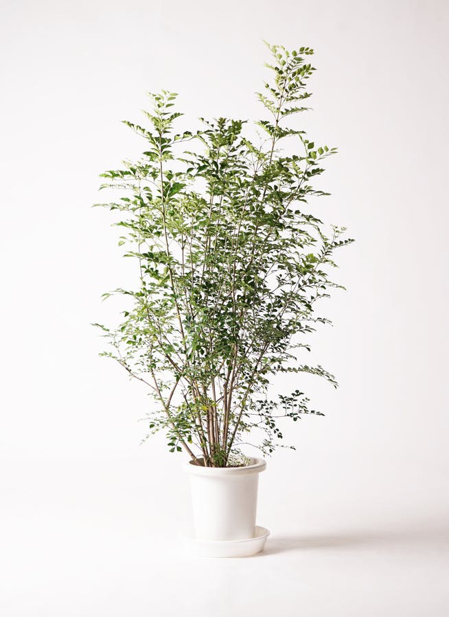 観葉植物 シマトネリコ 8号 アビスソニアミドル 灰 付き | 観葉植物 