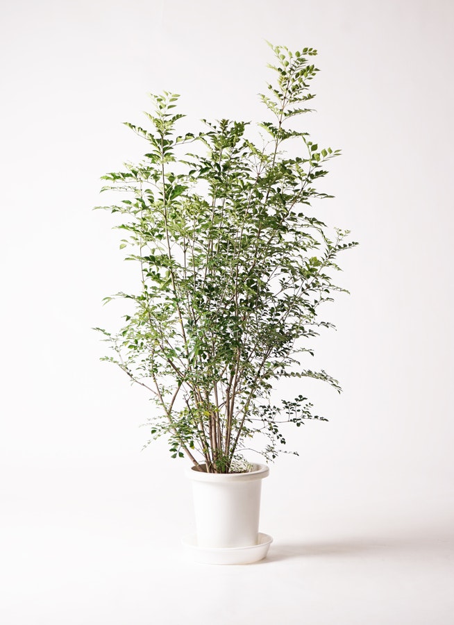 観葉植物 シマトネリコ 8号 テラアストラ カペラキュビ 赤茶色 付き 観葉植物ならHitoHana(ひとはな)