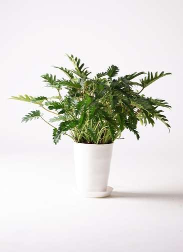 観葉植物 クッカバラ 7号 プラスチック鉢