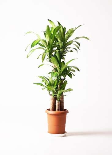 観葉植物 ドラセナ 幸福の木 8号 ノーマル プラスチック鉢