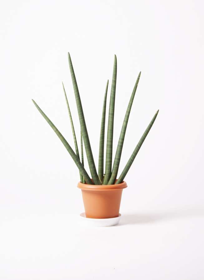 観葉植物 サンスベリア スタッキー 10号 プラスチック鉢 観葉植物ならhitohana ひとはな 観葉植物 サンスベリア スタッキー 10号 プラスチック鉢 観葉植物ならhitohana ひとはな