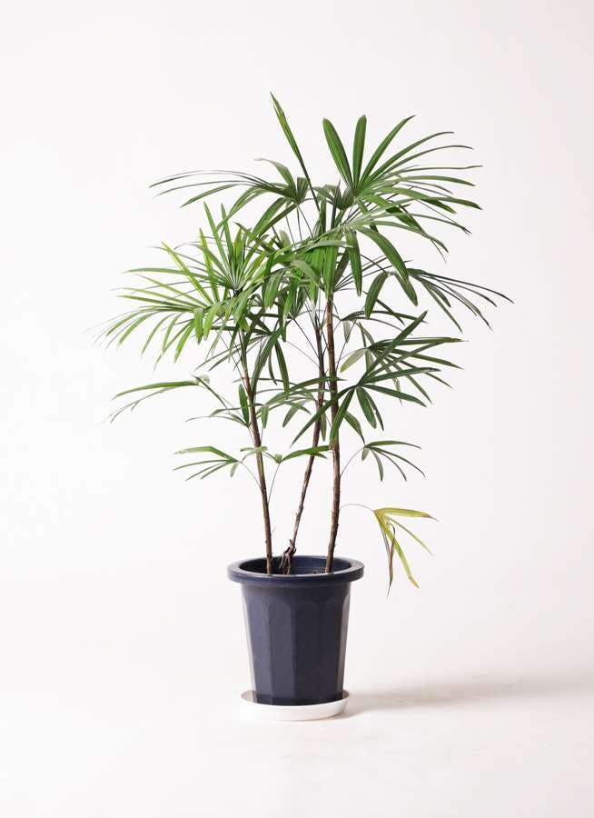 観葉植物 シュロチク（棕櫚竹） 8号 プラスチック鉢