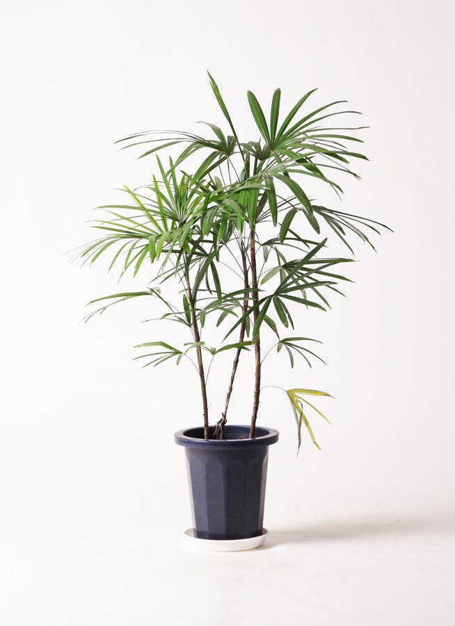観葉植物 シュロチク（棕櫚竹） 8号 プラスチック鉢 | 観葉植物なら 