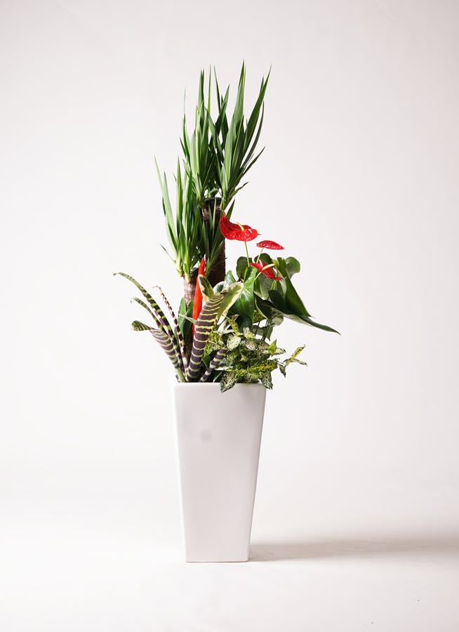 観葉植物 ユッカ 10号 寄せ植え 角高陶器 | 観葉植物なら