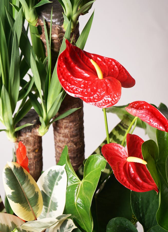 観葉植物 ユッカ 10号 寄せ植え 角高陶器 | 観葉植物ならHitoHana(ひと