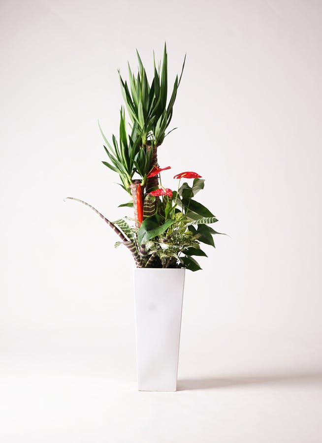 ユッカ 中型 観葉植物 観葉植物 ドラセナ ユッカ 8号鉢 選べる鉢カバー付き 観葉植物 ハウス