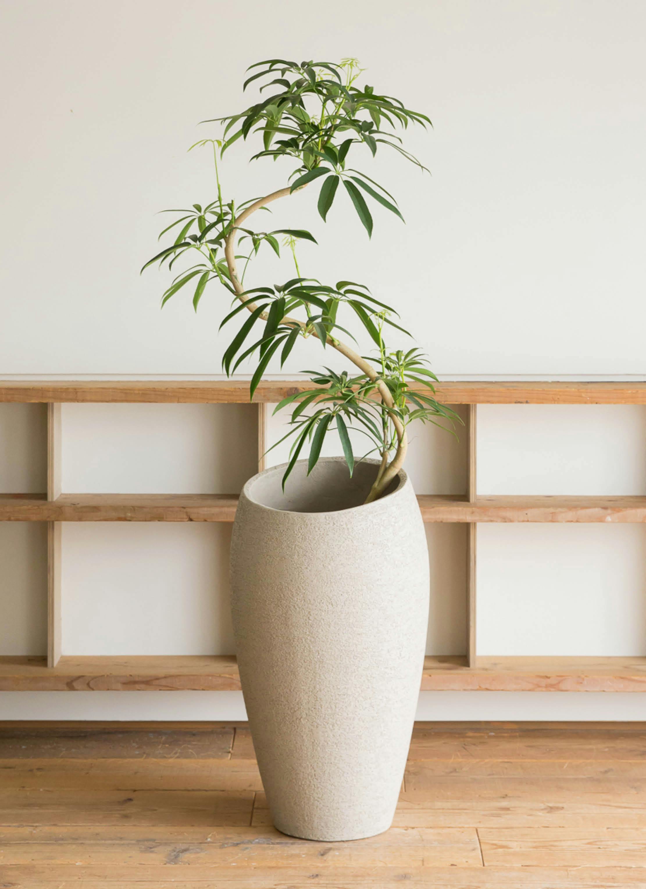 シェフレラ アンガスティフォリア 8号 | HitoHana(ひとはな)