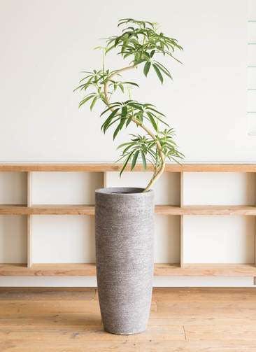 観葉植物 シェフレラ アンガスティフォリア 8号 曲り エコストーントールタイプ Gray 付き