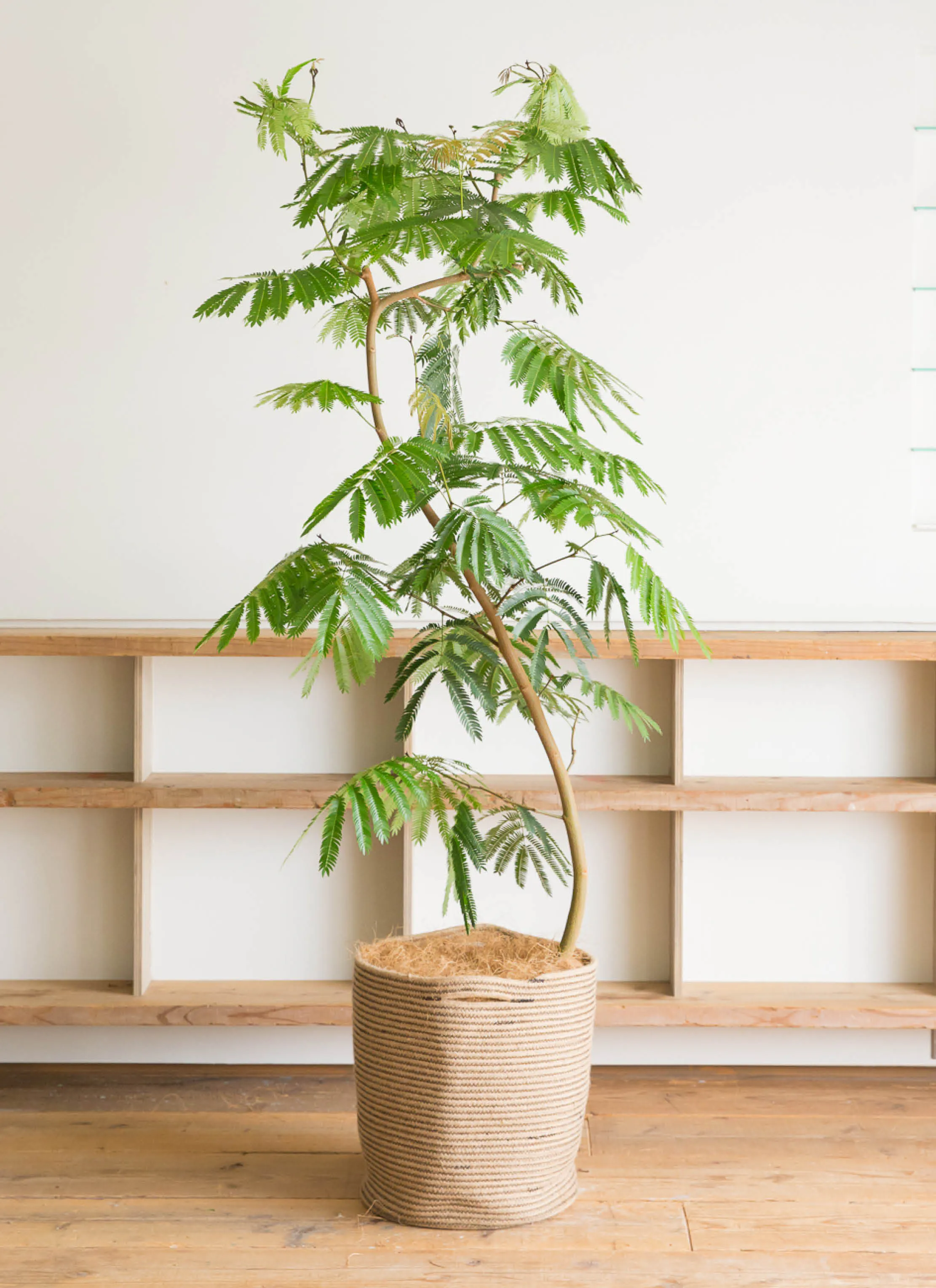 エバーフレッシュ 10号 曲がり | HitoHana（ひとはな） 