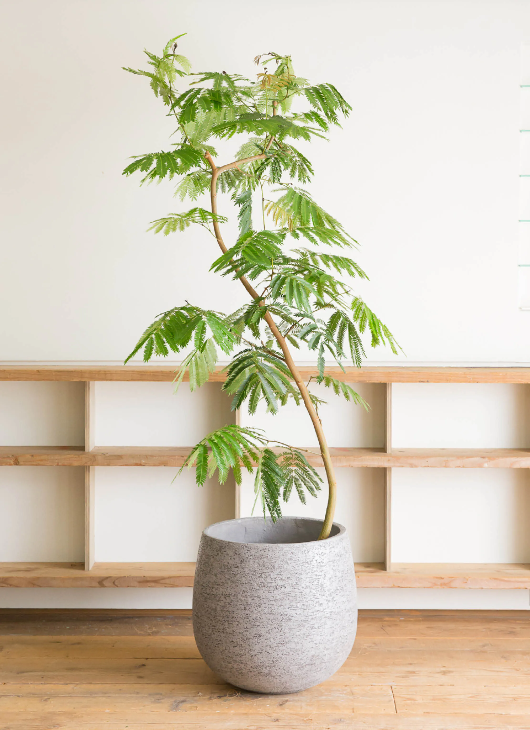 エバーフレッシュ 10号 | 観葉植物 | インテリアやギフトに 