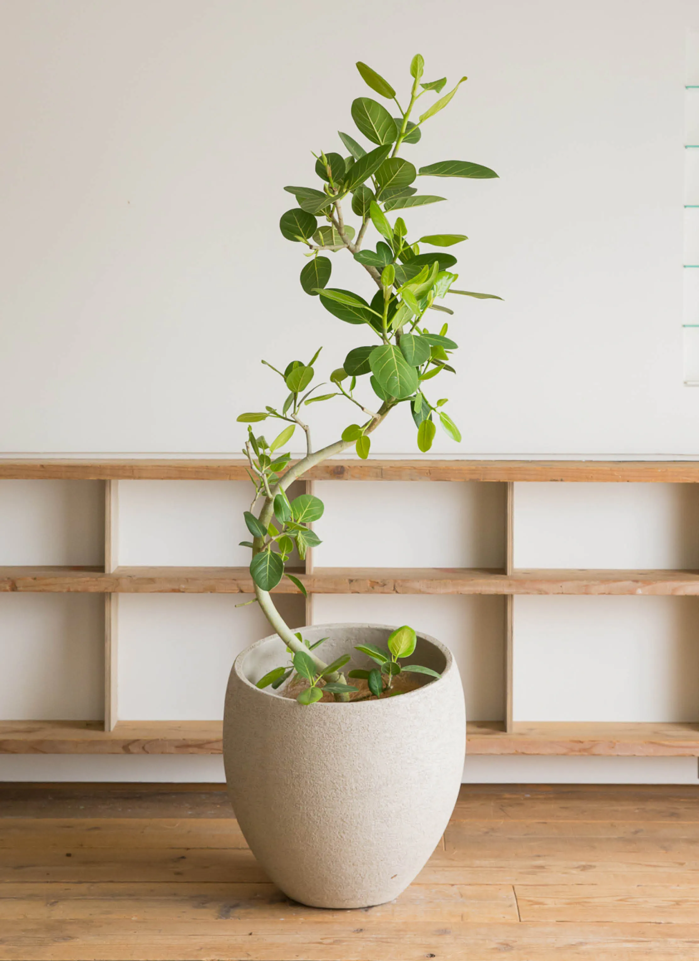 フィカス ベンガレンシス 10号 | 観葉植物通販 Hitohana（ひとはな）