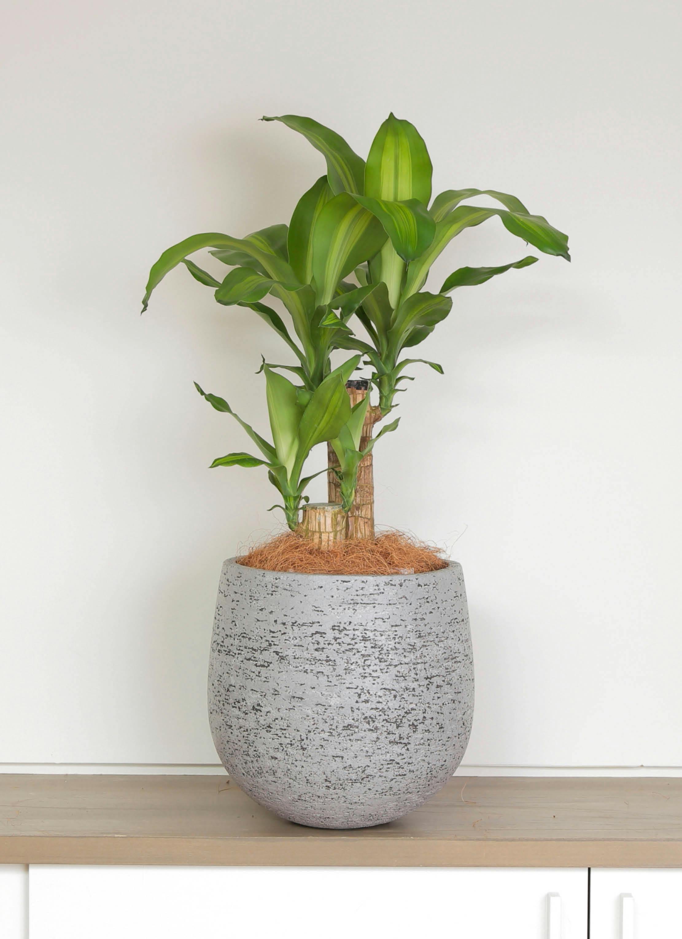 ドラセナ 6号 | 観葉植物の通販ならHitoHana（ひとはな）