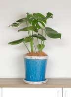 モンステラ激安のからくりと通販で買うおすすめモンステラBest5 | ひと