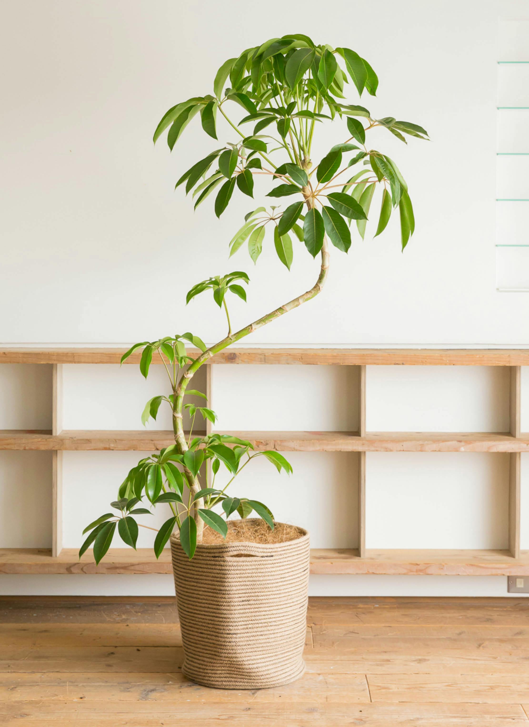 ツピダンサス 曲がり | 観葉植物通販 HitoHana(ひとはな)