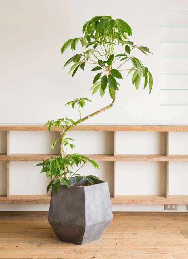 売り切れ必至 鉢付き 約2m 仙台市付近のみ ツピダンサス 植物 観葉植物 Employsource Net