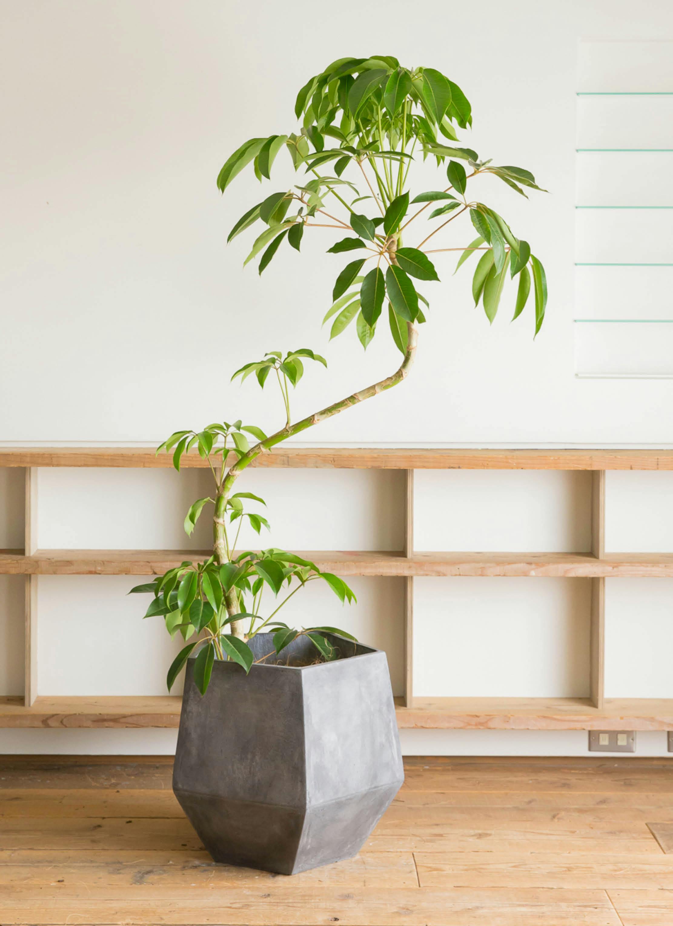 観葉植物 ケンチャヤシ 10号 ファイバークレイGray 付き | 観葉