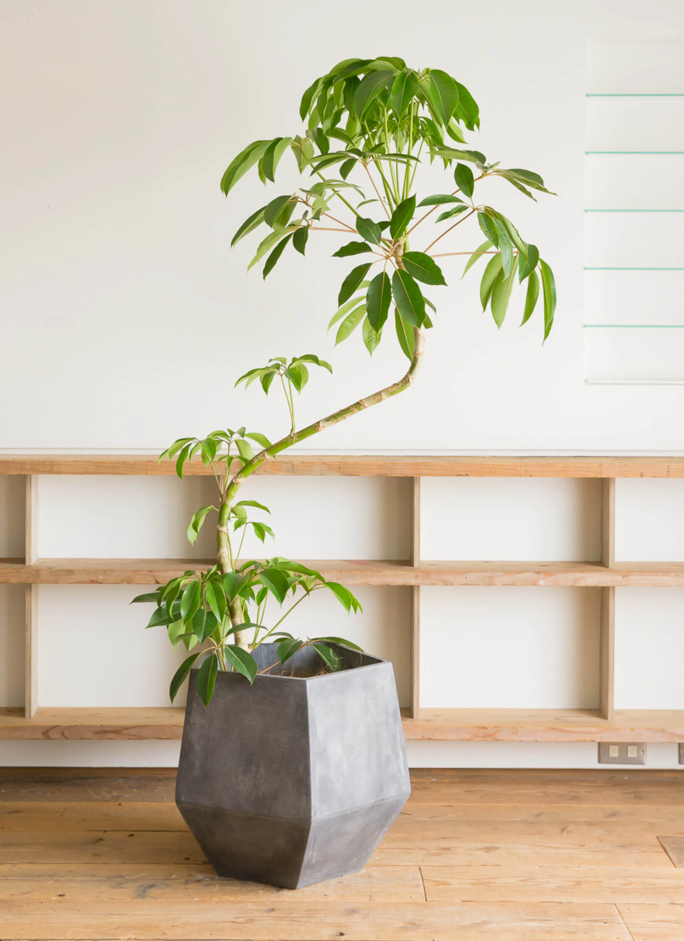 ツピダンサス | 観葉植物通販 HitoHana(ひとはな)