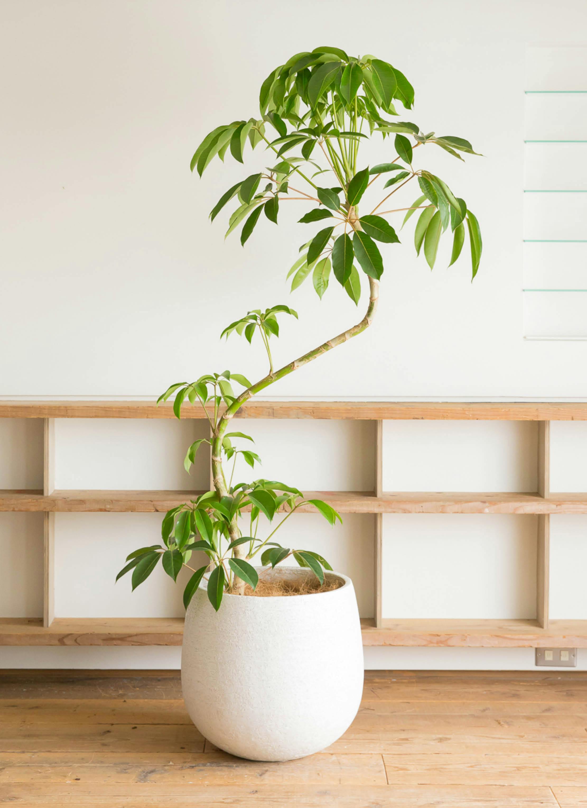 ツピダンサス 曲がり | 観葉植物通販 HitoHana(ひとはな)