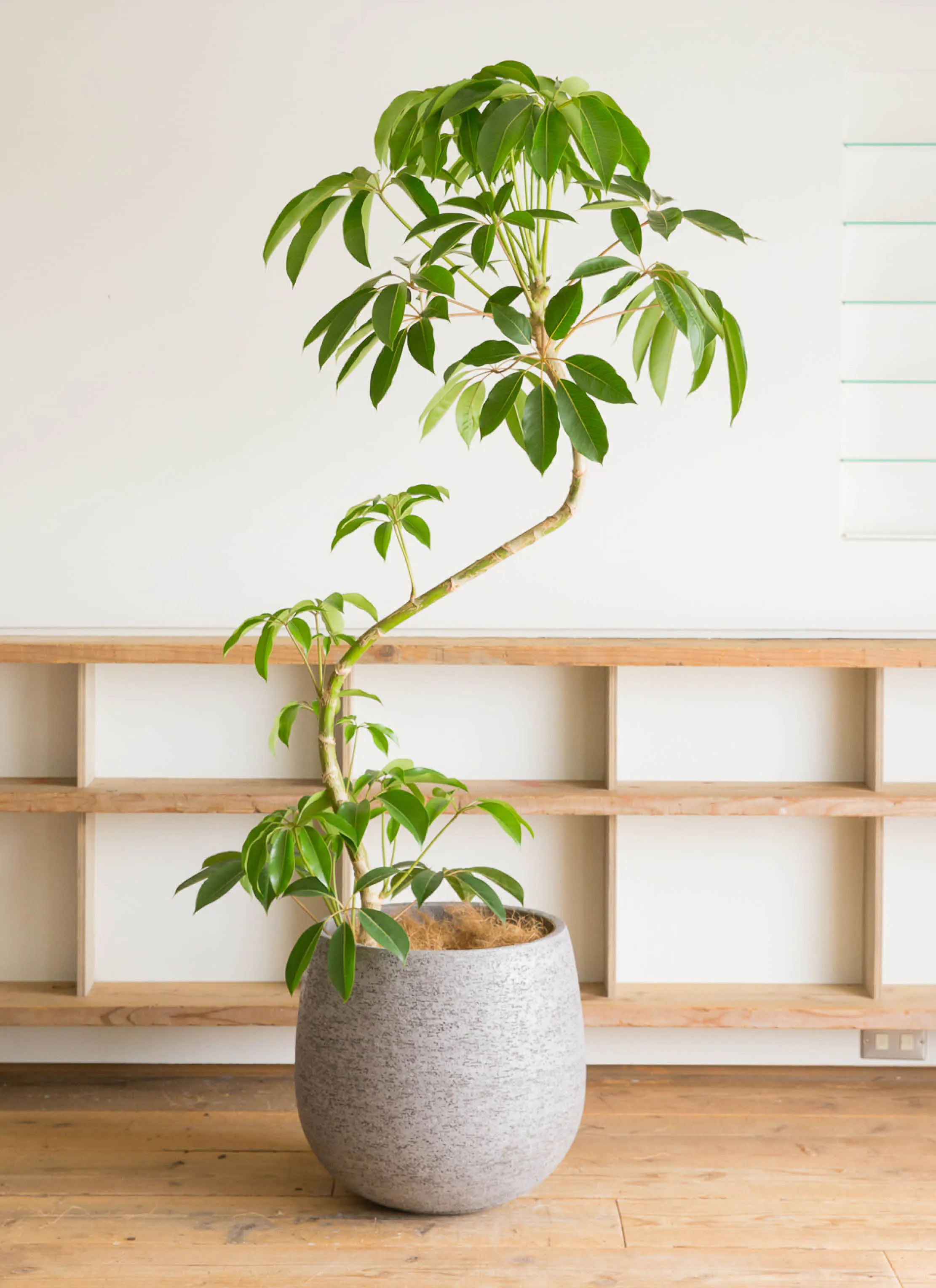 ツピダンサス 曲がり | 観葉植物通販 HitoHana(ひとはな)