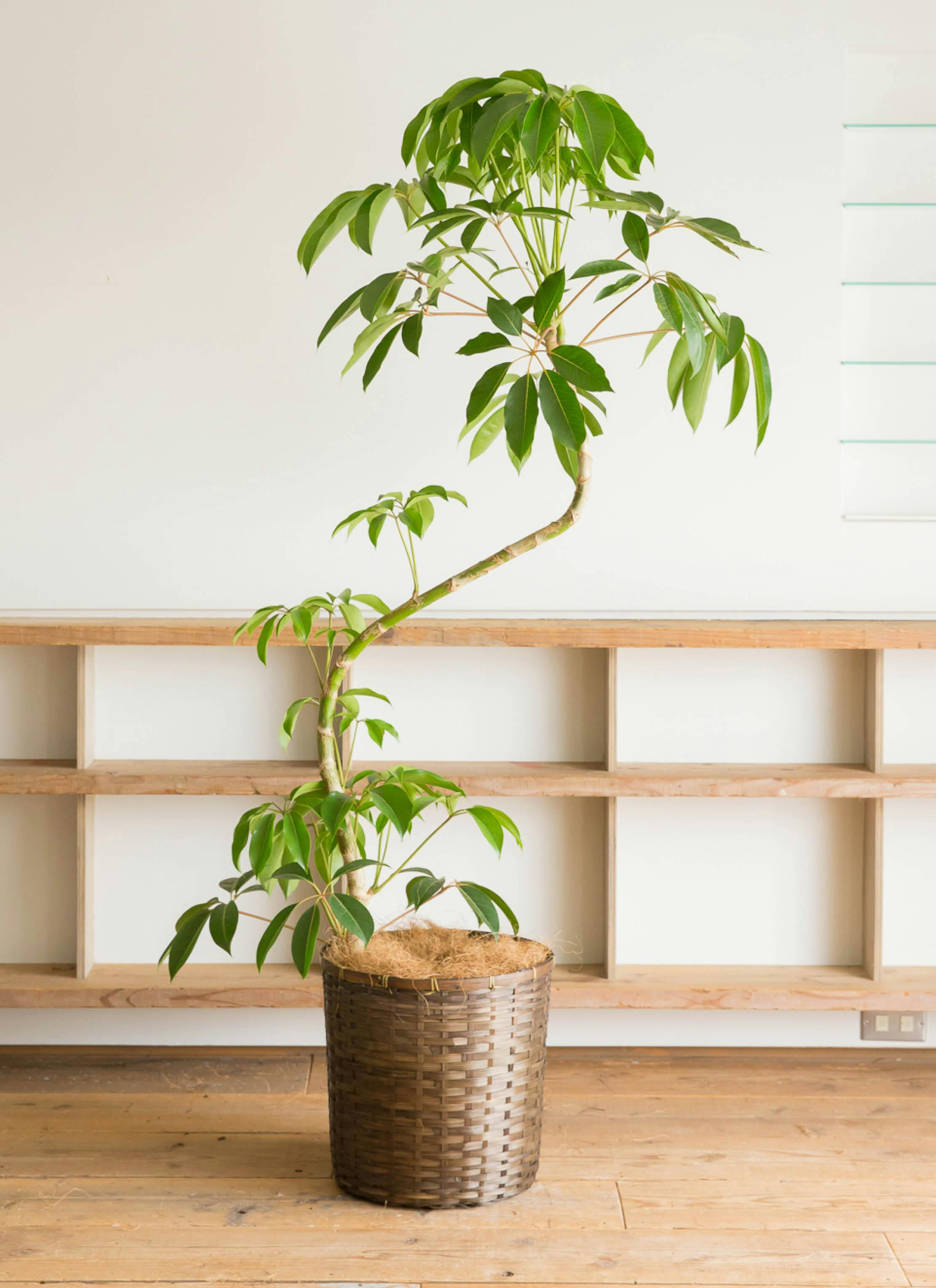 ツピダンサス 10号 | 観葉植物通販HitoHana(ひとはな)