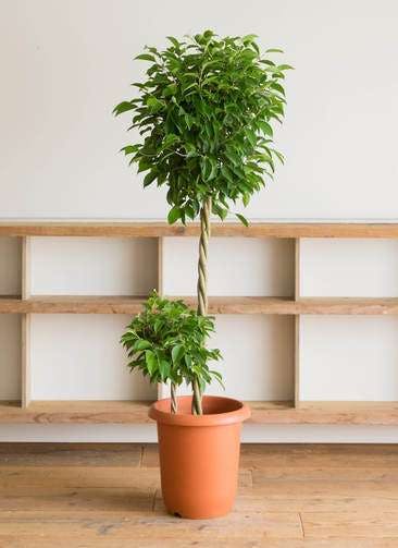 フィカス ベンジャミン 観葉植物通販hitohana ひとはな フィカス ベンジャミン 観葉植物通販hitohana ひとはな