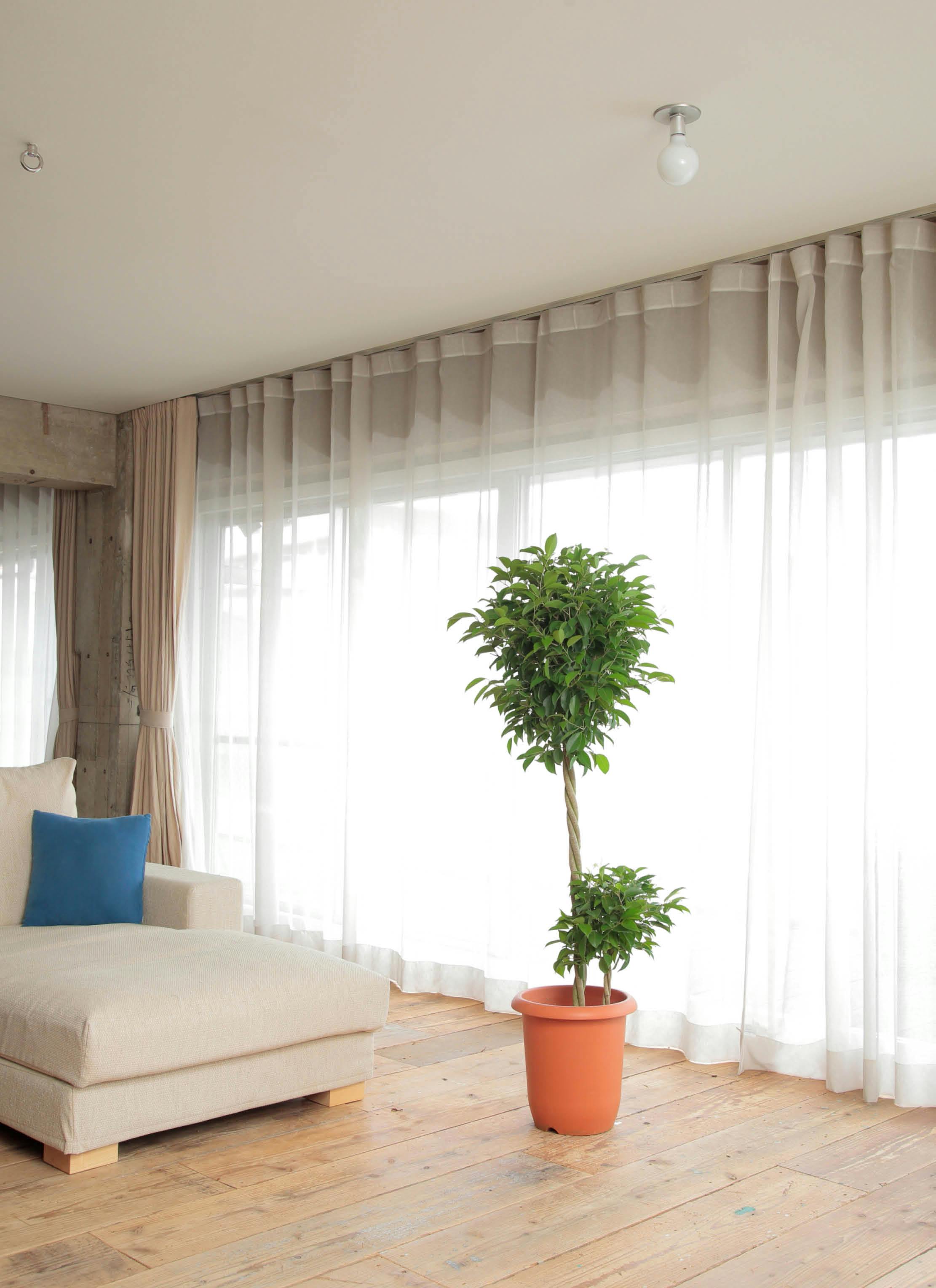 観葉植物 フィカス ベンジャミン 10号 玉造り リブバスケットNatural