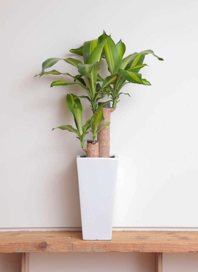 観葉植物 ドラセナ 幸福の木 6号 ノーマル 角高陶器