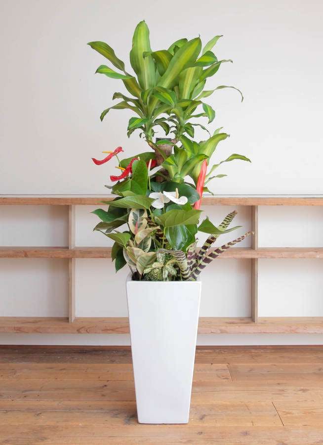 観葉植物 ドラセナ 幸福の木 10号 寄せ植え 角高陶器(紅白アンスリウム入り)