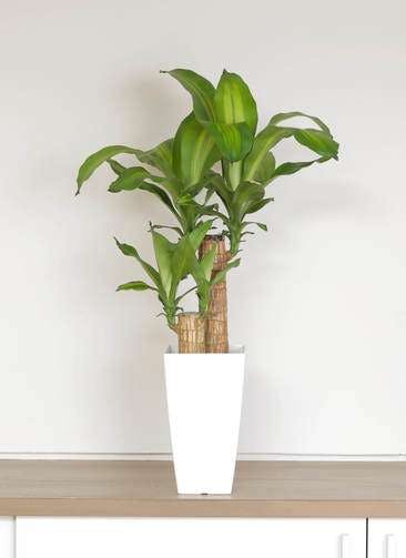 観葉植物 ドラセナ 幸福の木 6号 ノーマル 白角鉢