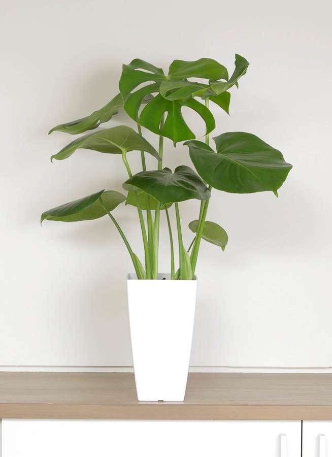 観葉植物 モンステラ 6号 ボサ造り 白角鉢