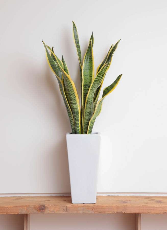 観葉植物 サンスベリア 6号 トラノオ 角高陶器 観葉植物ならhitohana ひとはな 観葉植物 サンスベリア 6号 トラノオ 角高陶器 観葉植物ならhitohana ひとはな