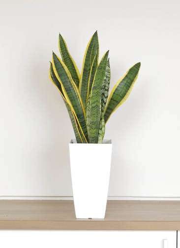 観葉植物 サンスベリア 6号 トラノオ 白角鉢