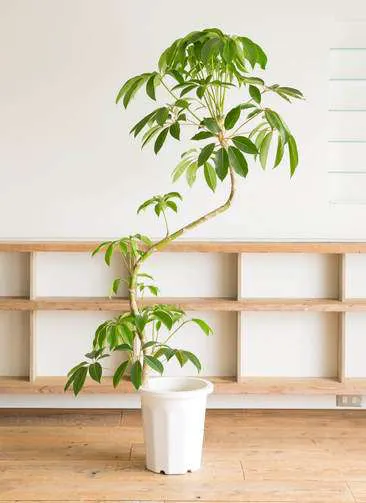 札幌に贈る観葉植物の通販 Hitohana ひとはな